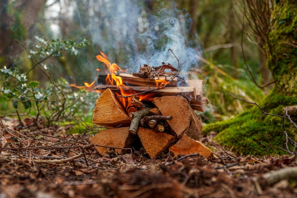 Campfire cooking setup in pine forest